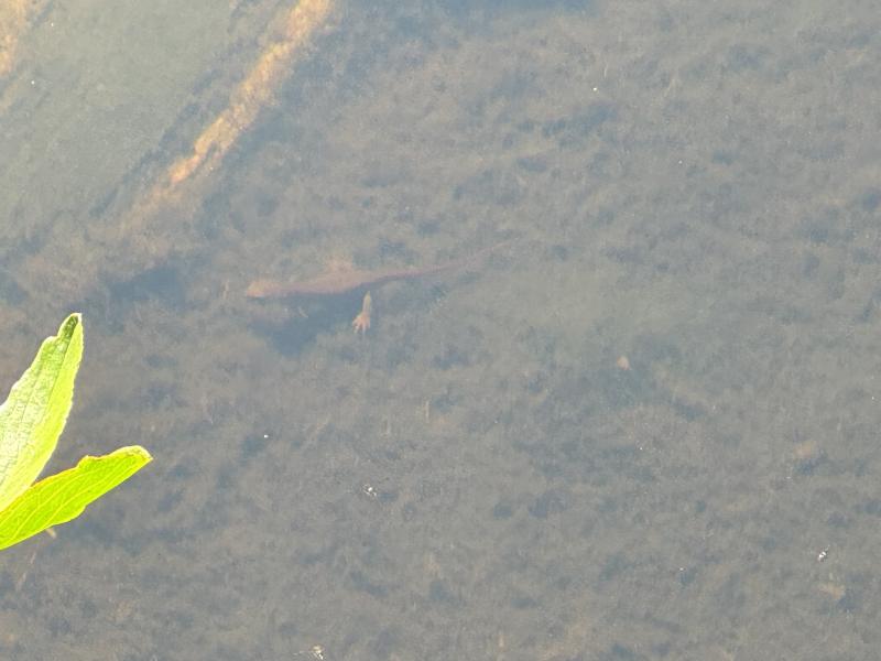 Three Arm Lake photo 9