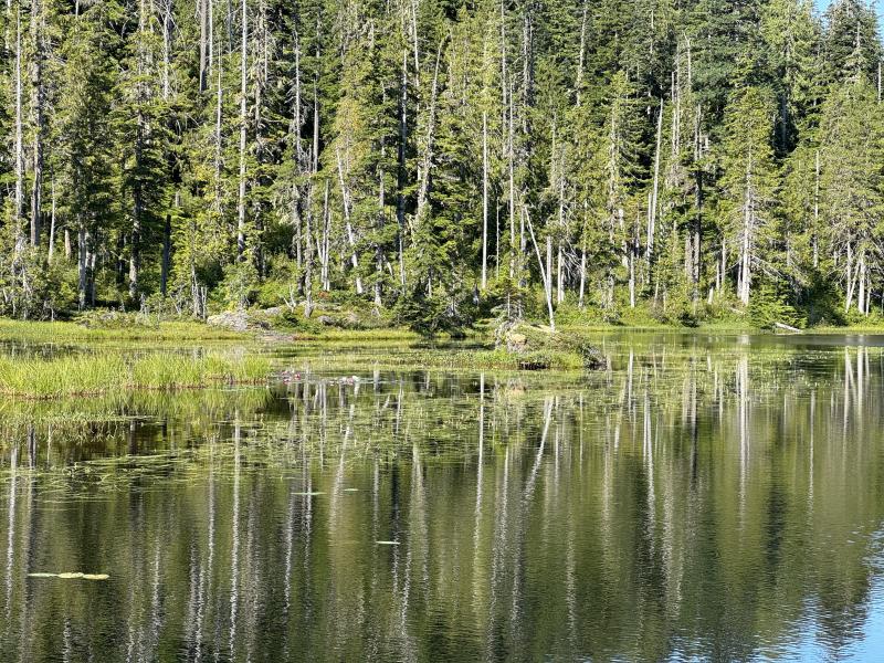 Three Arm Lake photo 18
