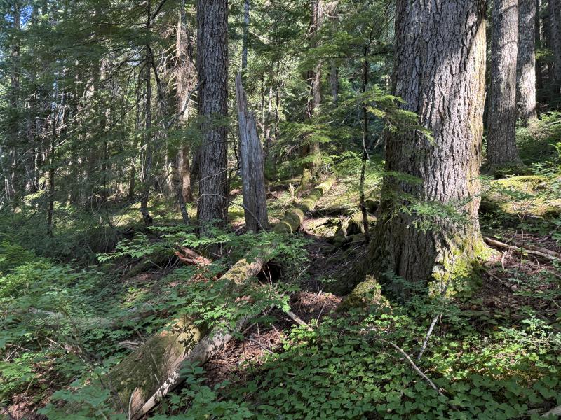 Three Arm Lake photo 22