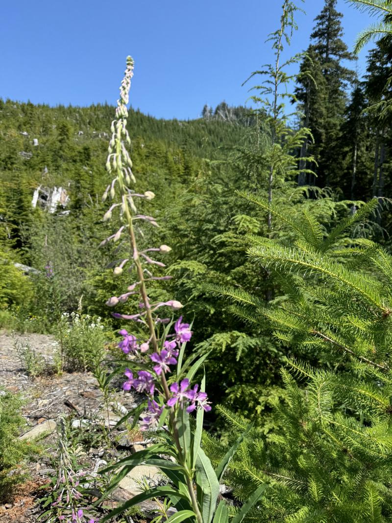 Three Arm Lake photo 48