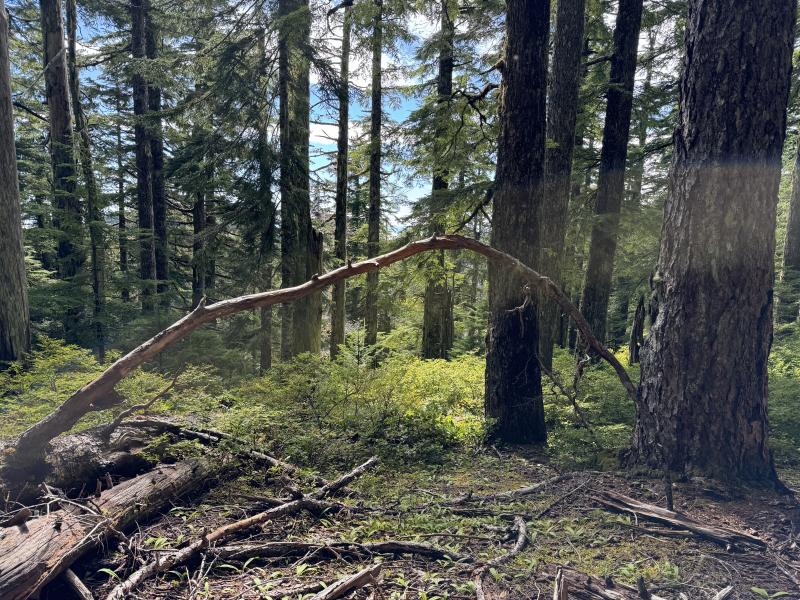 Kludahk Trail photo 52