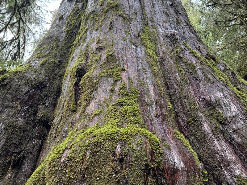 Jordan River Port Renfrew photo 47