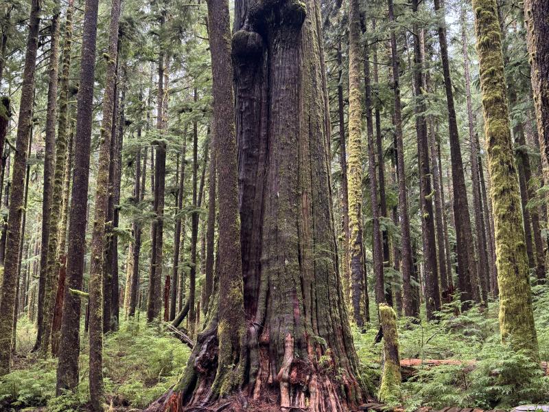 Jordan River Port Renfrew photo 49