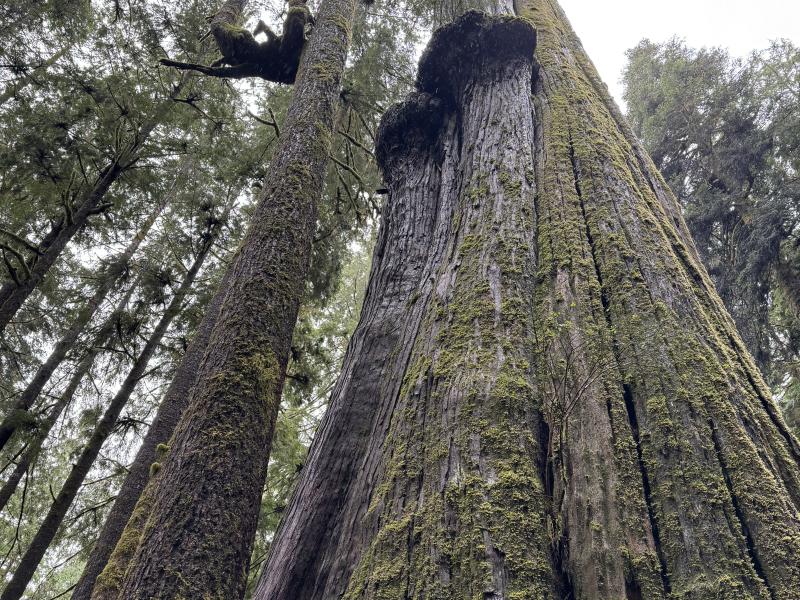 Jordan River Port Renfrew photo 51