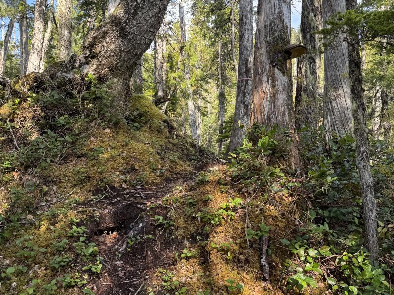 Noyse Three Arm Lake photo 7