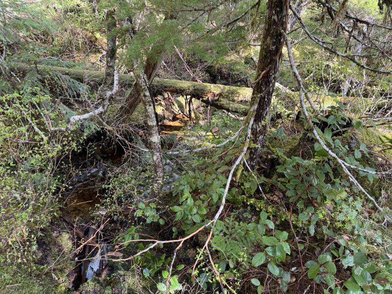 Noyse Three Arm Lake photo 9