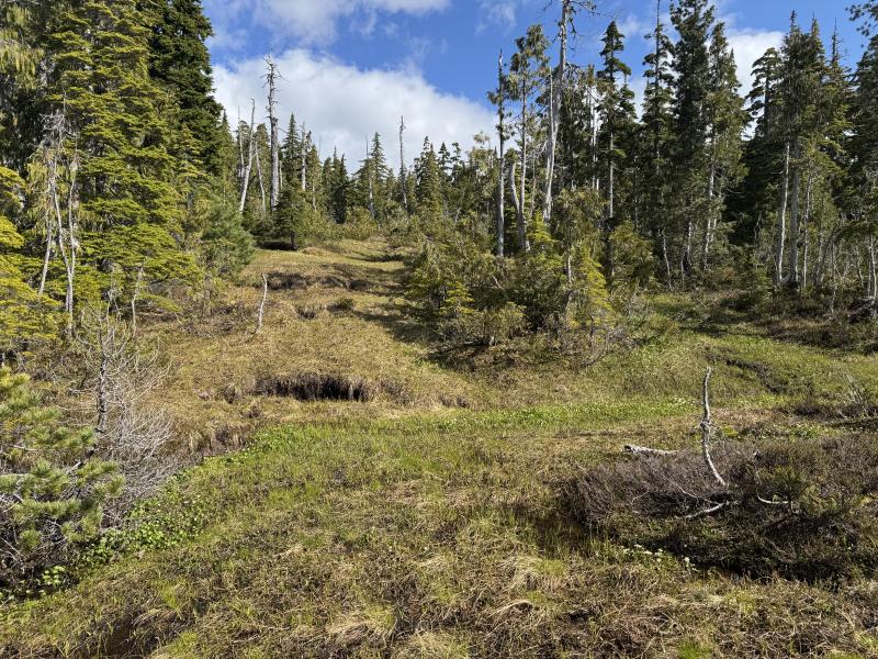 Meadow Cabin Trapper Lakes photo 21