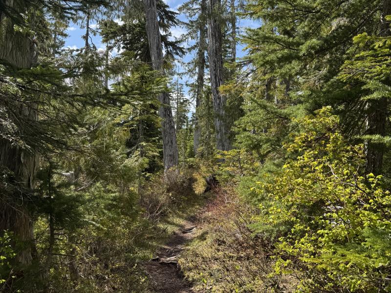 Meadow Cabin Trapper Lakes photo 26