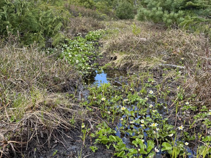 Meadow Cabin Trapper Lakes photo 30