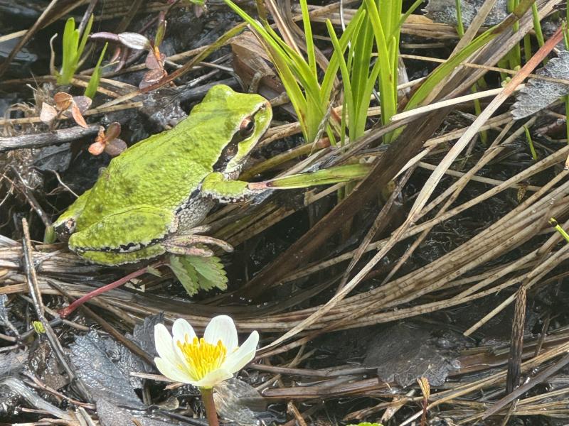 Meadow Cabin Trapper Lakes photo 32