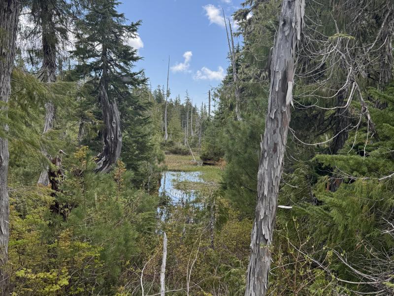 Meadow Cabin Trapper Lakes photo 38