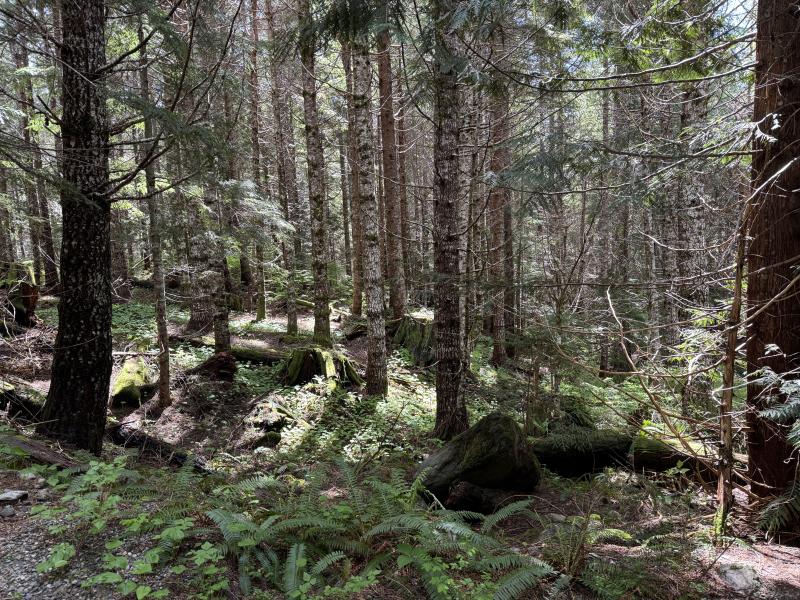 Meadow Cabin Trapper Lakes photo 39