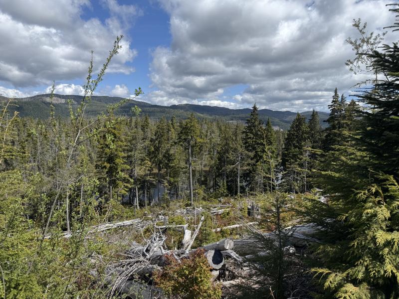Meadow Cabin Trapper Lakes photo 40