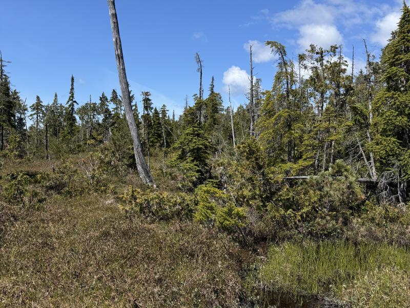 Meadow Cabin Trapper Lakes photo 50