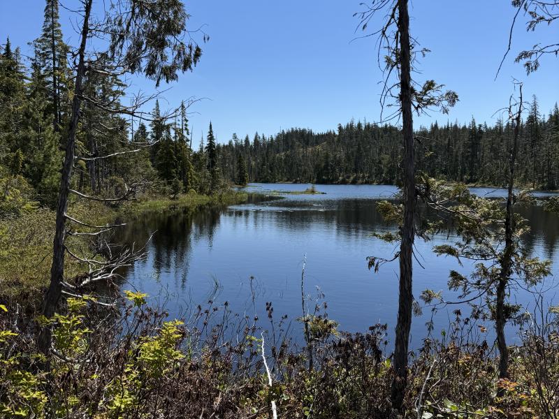 Meadow Cabin Trapper Lakes photo 52