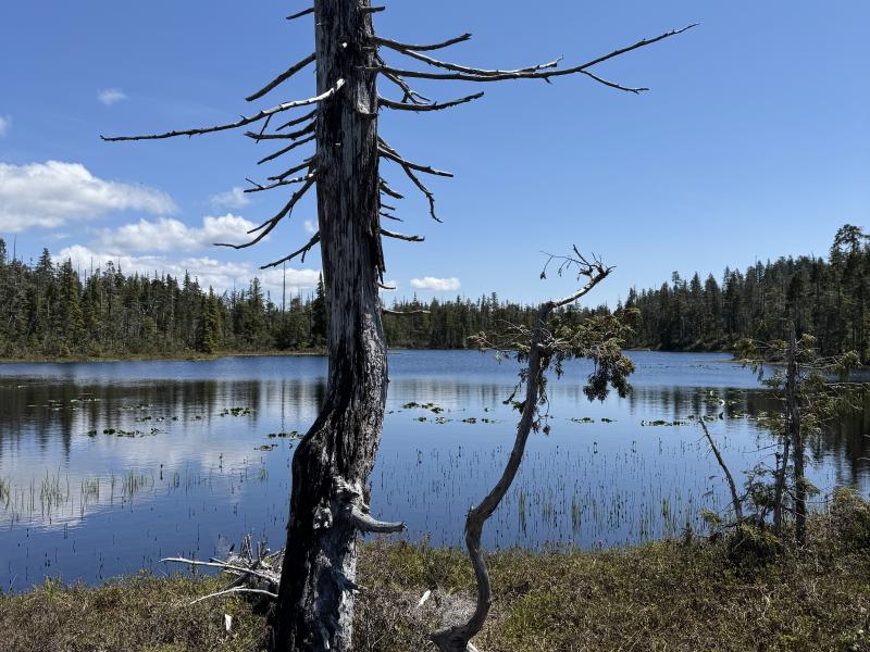 Meadow Cabin Trapper Lakes photo 57