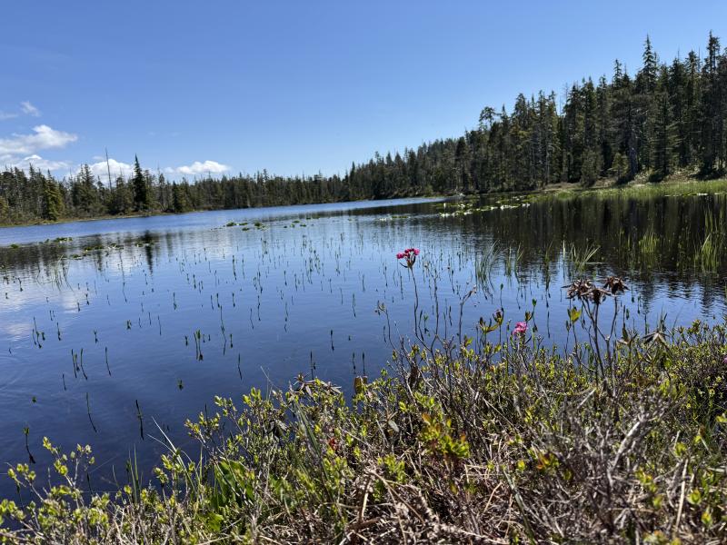 Meadow Cabin Trapper Lakes photo 58