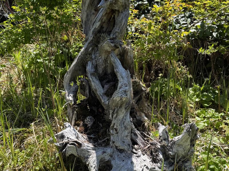 Meadow Cabin Trapper Lakes photo 61
