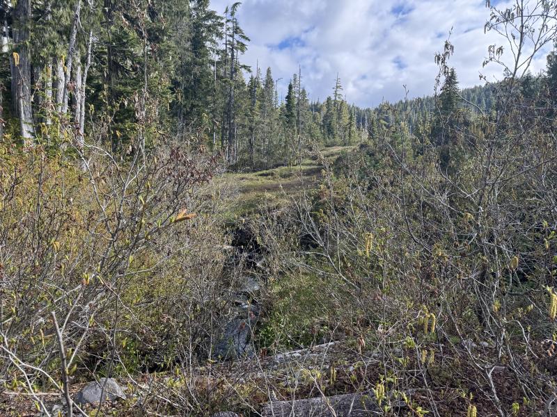 Meadow Cabin Trapper Lakes photo 11