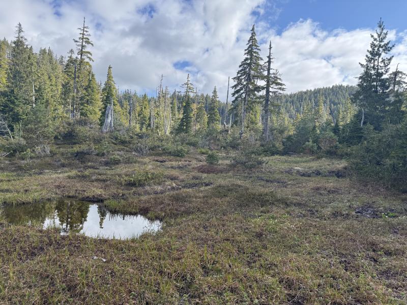 Meadow Cabin Trapper Lakes photo 13