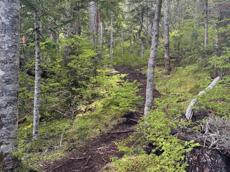 Meadow Cabin Trapper Lakes photo 18