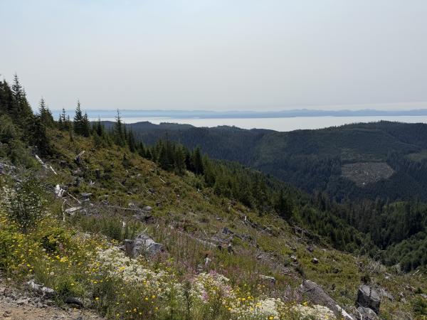 pine lake